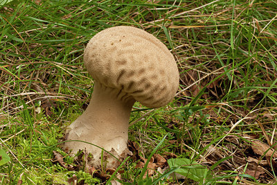 BUITEN BEELD Foto: 284695