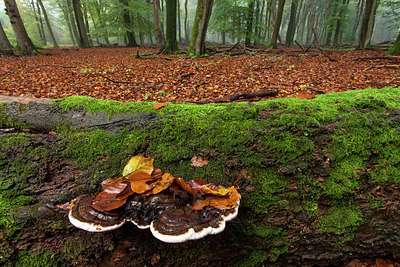 BUITEN BEELD Foto: 284702