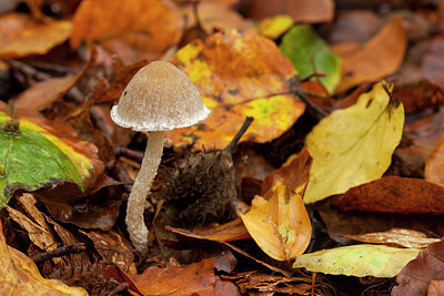 BUITEN BEELD Foto: 284704