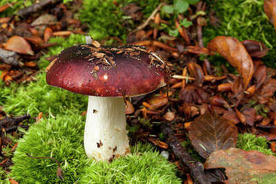 BUITEN BEELD Foto: 284705