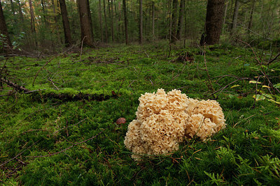 BUITEN BEELD Foto: 284708