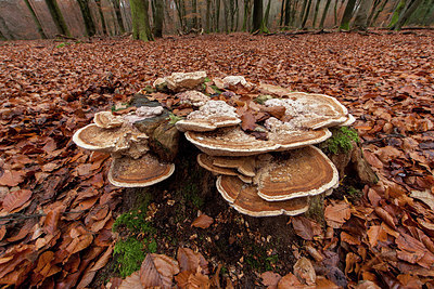 BUITEN BEELD Foto: 284709