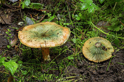BUITEN BEELD Foto: 284718