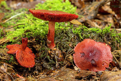 BUITEN BEELD Foto: 284738