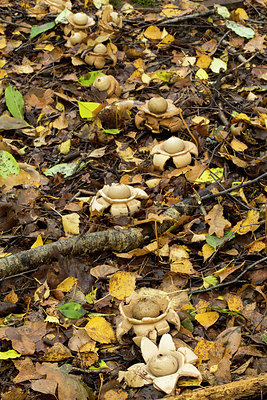 BUITEN BEELD Foto: 284743