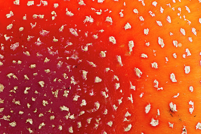 BUITEN BEELD Foto: 284751