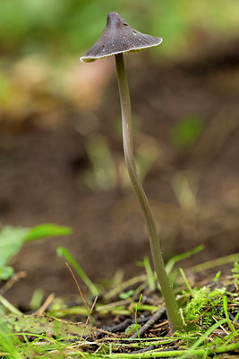 BUITEN BEELD Foto: 284752
