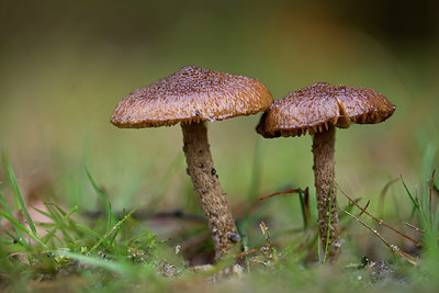BUITEN BEELD Foto: 284761