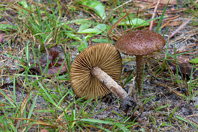 BUITEN BEELD Foto: 284762