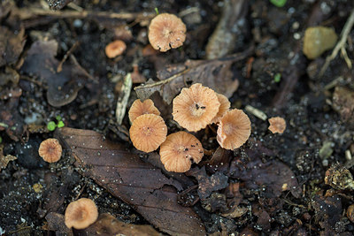 BUITEN BEELD Foto: 284776