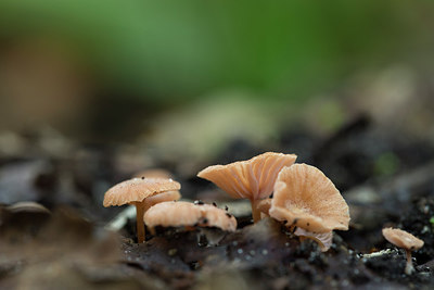 BUITEN BEELD Foto: 284777