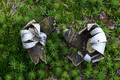 BUITEN BEELD Foto: 284778