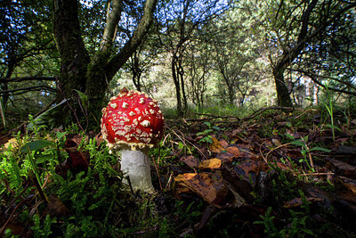 BUITEN BEELD Foto: 284782