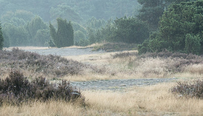 BUITEN BEELD Foto: 284821
