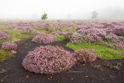 BUITEN BEELD Foto: 284830
