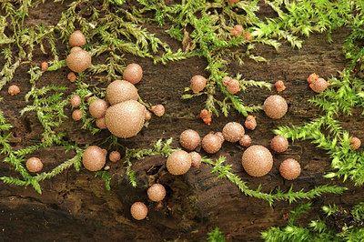 BUITEN BEELD Foto: 284847
