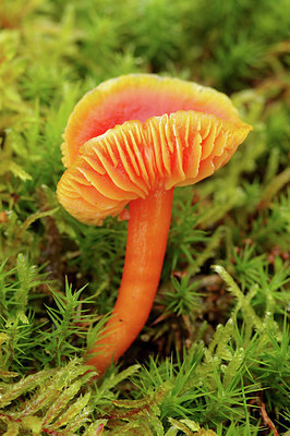 BUITEN BEELD Foto: 284880