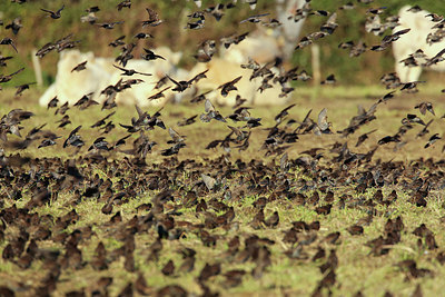 BUITEN BEELD Foto: 284896
