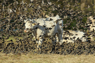 BUITEN BEELD Foto: 284899