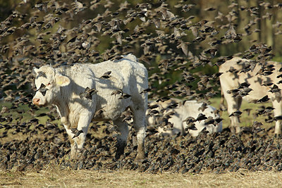 BUITEN BEELD Foto: 284900