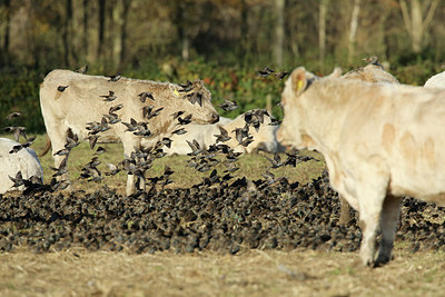 BUITEN BEELD Foto: 284901