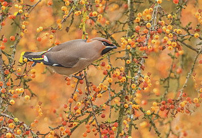 BUITEN BEELD Foto: 284909