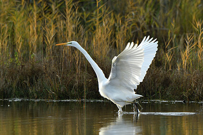 BUITEN BEELD Foto: 284916