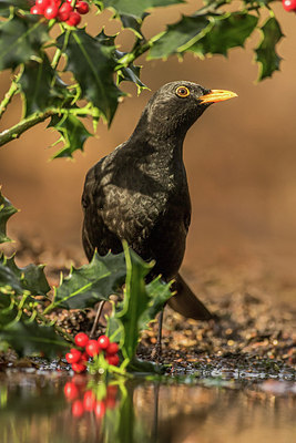 BUITEN BEELD Foto: 284922