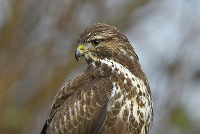 BUITEN BEELD Foto: 284925