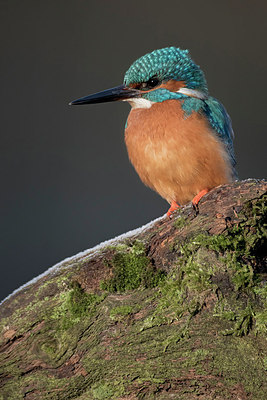BUITEN BEELD Foto: 284940