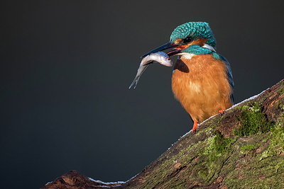 BUITEN BEELD Foto: 284941