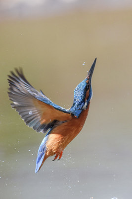 BUITEN BEELD Foto: 284942