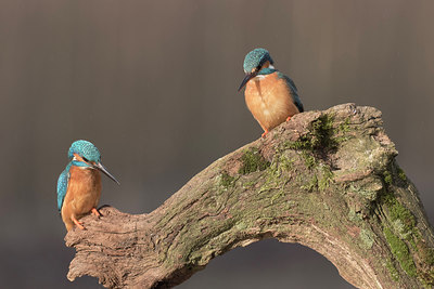 BUITEN BEELD Foto: 284947