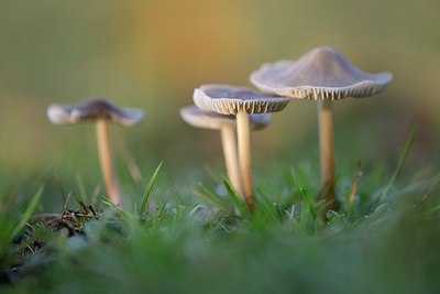 BUITEN BEELD Foto: 284955