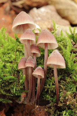 BUITEN BEELD Foto: 284998