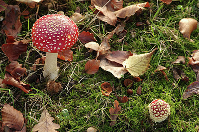 BUITEN BEELD Foto: 285000