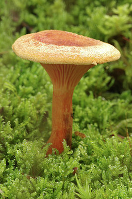 BUITEN BEELD Foto: 285033