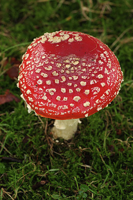 BUITEN BEELD Foto: 285065