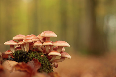 BUITEN BEELD Foto: 285085
