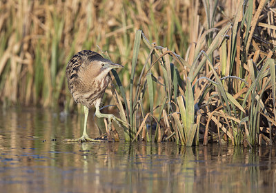 BUITEN BEELD Foto: 285127