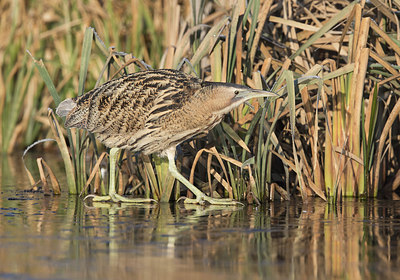 BUITEN BEELD Foto: 285130