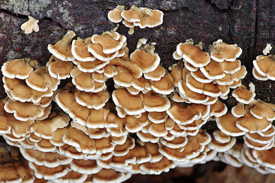 BUITEN BEELD Foto: 285137