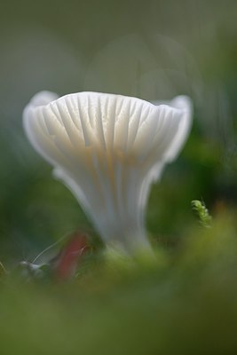BUITEN BEELD Foto: 285169