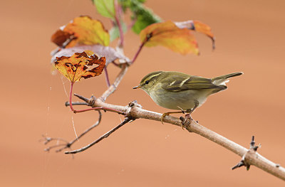 BUITEN BEELD Foto: 285190