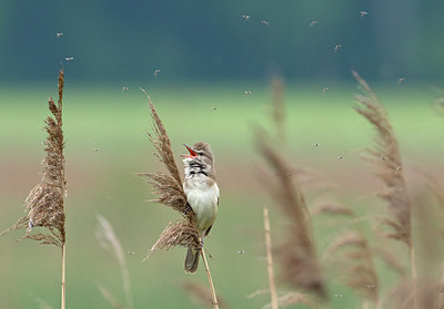 BUITEN BEELD Foto: 285192