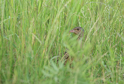 BUITEN BEELD Foto: 285204