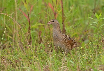BUITEN BEELD Foto: 285207