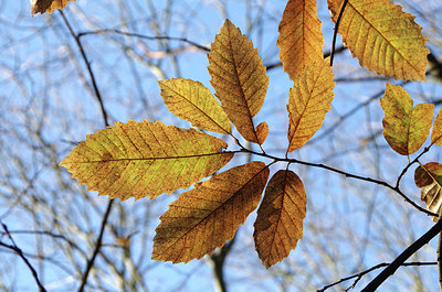 BUITEN BEELD Foto: 285226