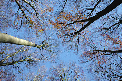 BUITEN BEELD Foto: 285228