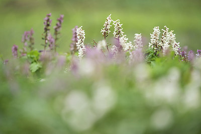BUITEN BEELD Foto: 285244